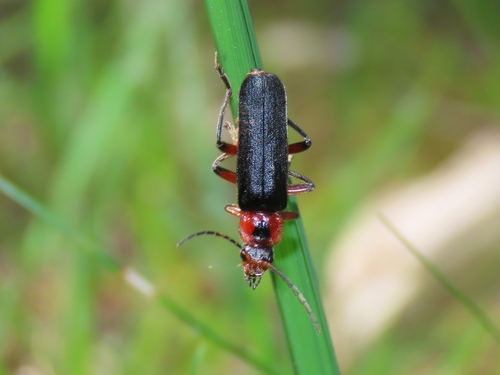 Rustic Sailor Beetle, Mook, Nederland, photo 7 of 10