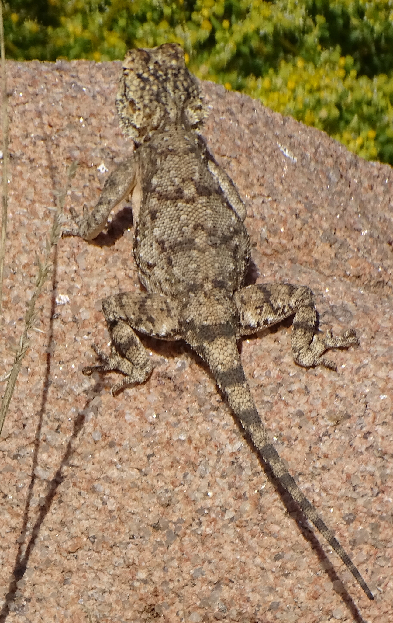 Agama anchietae Bocage, 1896