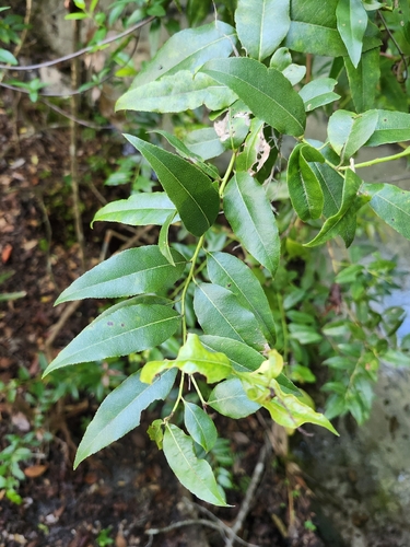 Agarista populifolia