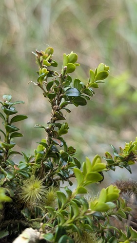 Buxus sinica