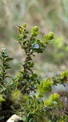 Buxus sinica