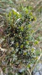 Buxus sinica, photograph (c) Cheng-Te Hsu, some rights reserved (CC BY)