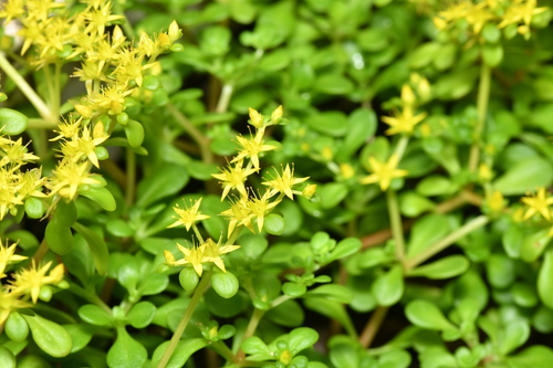 Sedum formosanum, photograph 6