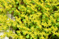 Sedum formosanum, photograph (c) Yung-Lun Lin, some rights reserved (CC BY)