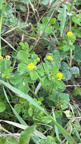 Black Medick