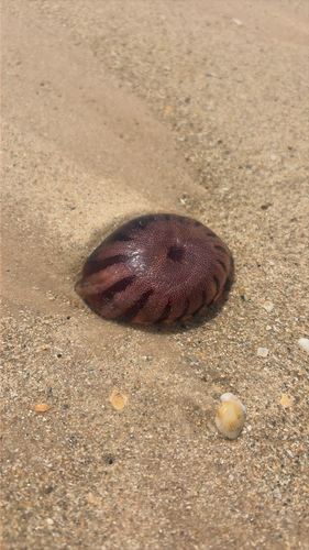 Southern African Sea Nettle