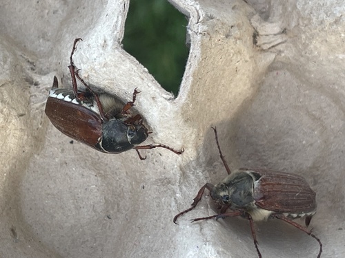 Cockchafer