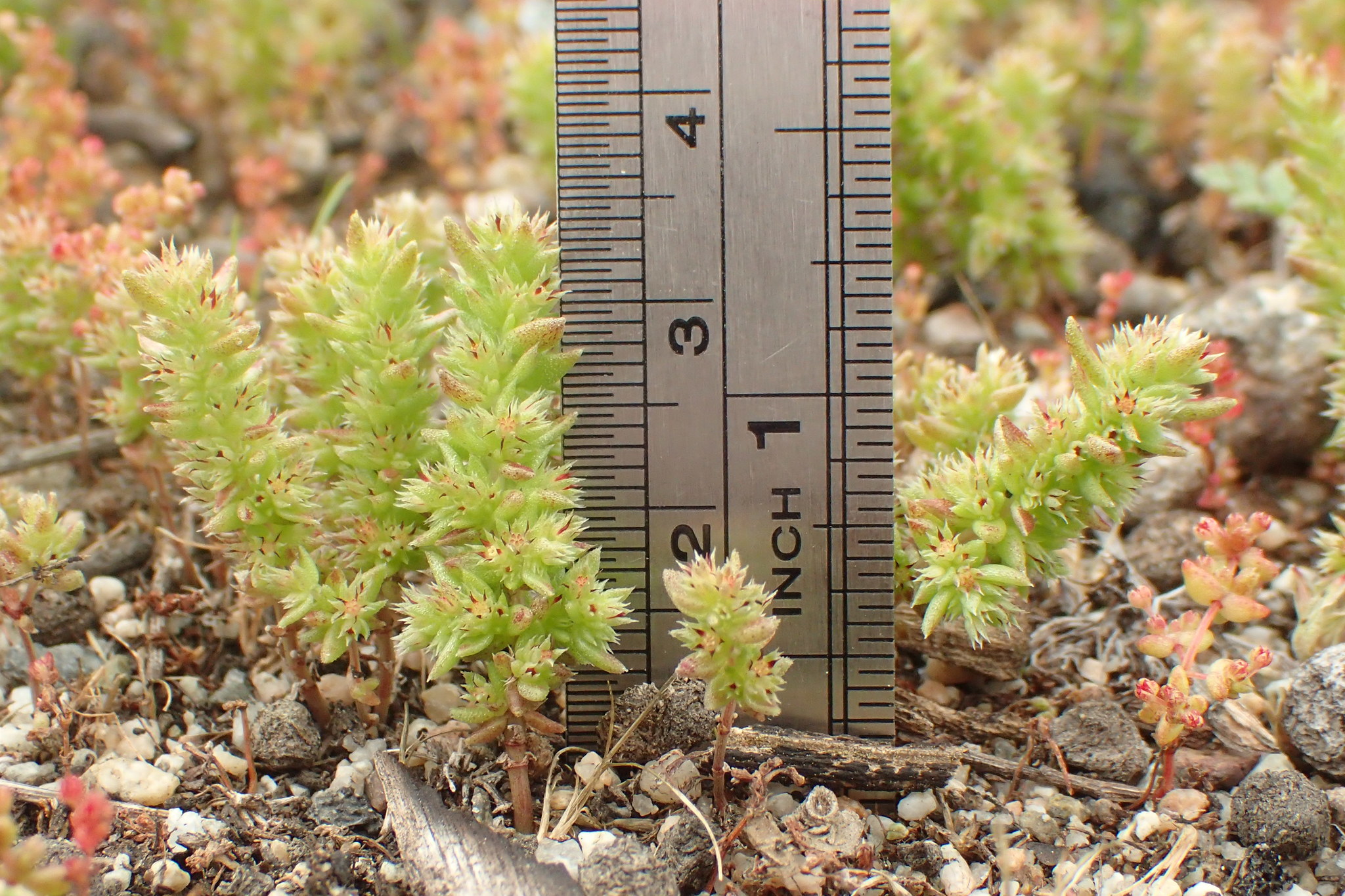 Crassula colligata ssp. lamprosperma