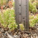 Crassula colligata lamprosperma - Photo (c) Ron Vanderhoff, some rights reserved (CC BY-NC), uploaded by Ron Vanderhoff