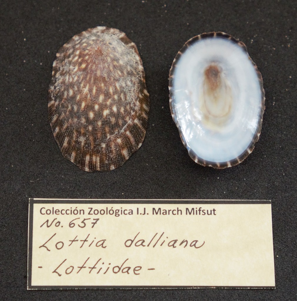 Dall's Limpet