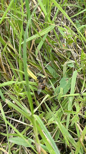 Common Drone Fly