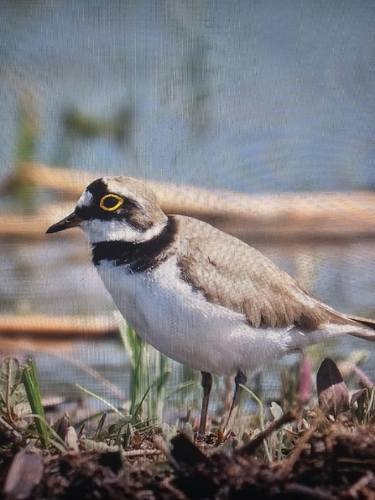 Little Ringed Plover