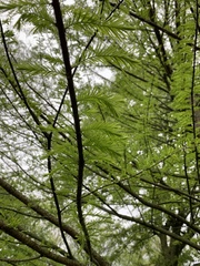 Metasequoia glyptostroboides