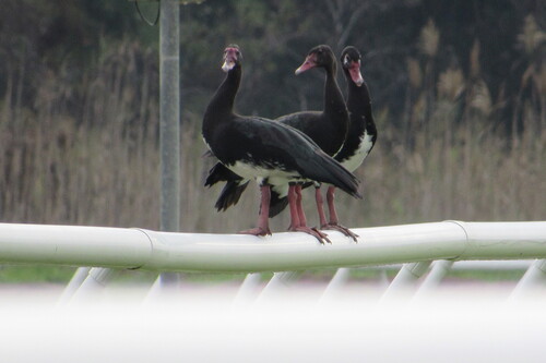 iNaturalist image