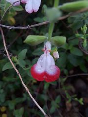 Salvia microphylla microphylla