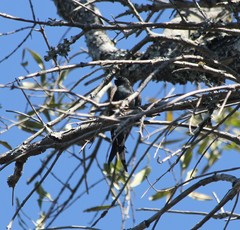 Psalidoprocne pristoptera