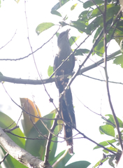 Phaenicophaeus tristis