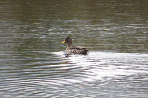 iNaturalist image