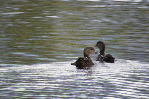 iNaturalist image