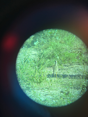 iNaturalist: (c) Rob Van Vranken, some rights reserved (CC BY-NC), uploaded by Rob Van Vranken iNaturalist image