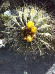 Ferocactus echidne