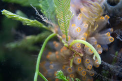 Ecteinascidia turbinata