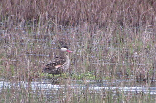 iNaturalist image