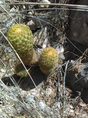 Coryphantha erecta