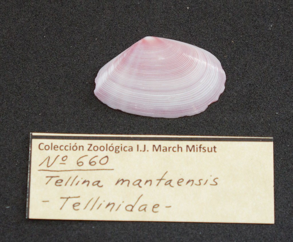 Eurytellina inaequistriata