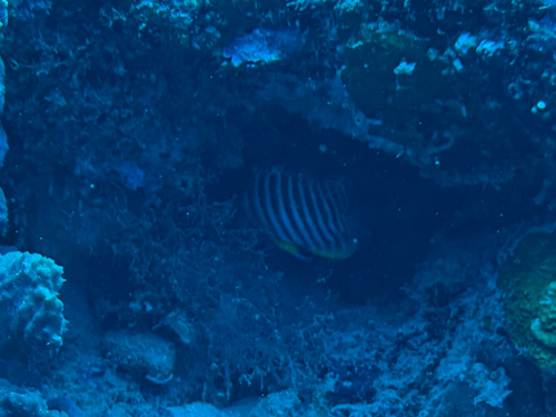 Paracentropyge multifasciata observed 2026-05-26