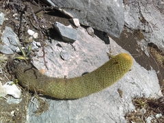Coryphantha erecta