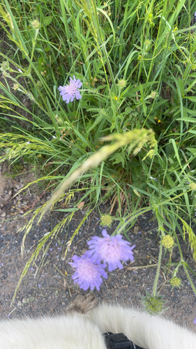 Field Scabious