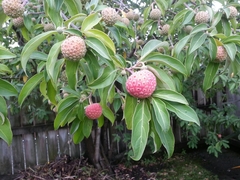 Cornus capitata