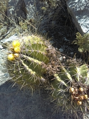Ferocactus echidne