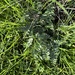 Lobelia concolor