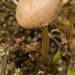 Kollu metelik mantarı (Agrocybe pediades)