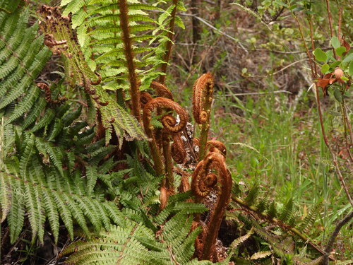 Dryopteris wallichiana observed 2026-05-23