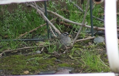 Zonotrichia leucophrys