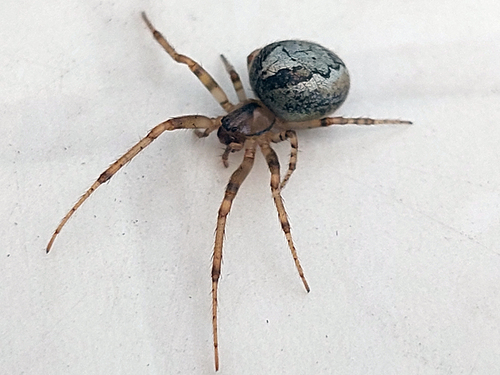 Silver-sided Sector Spider
