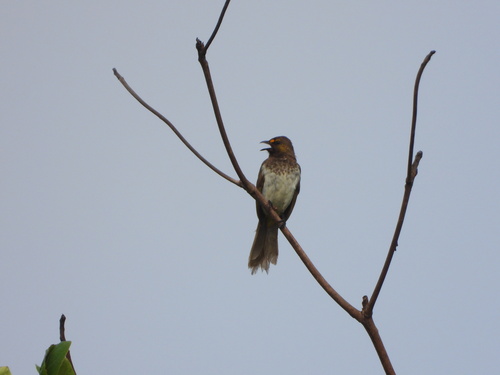 Orange-spotted Bulbul (Pycnonotus bimaculatus)