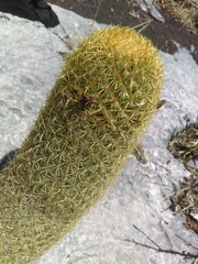 Coryphantha erecta