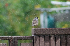 Zonotrichia leucophrys