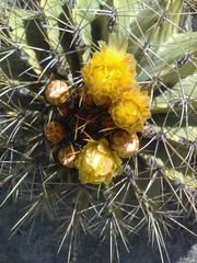 Ferocactus echidne