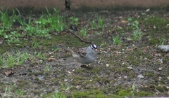 Zonotrichia leucophrys