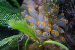 Ecteinascidia turbinata