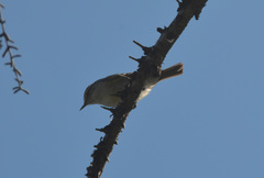 Phylloscopus plumbeitarsus