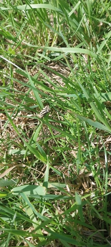 Spotted Sulphur