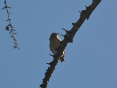Phylloscopus plumbeitarsus