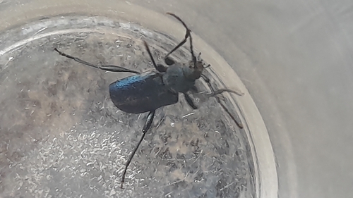 Violet tanbark beetle