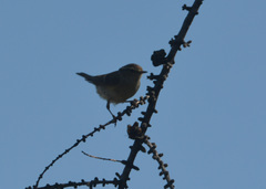 Phylloscopus plumbeitarsus